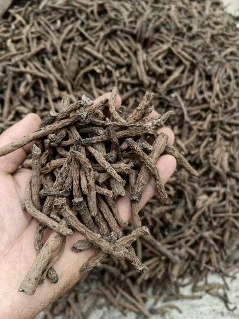 野生小叶仙茅大量现货供应，产地直发，代发全国，欢迎电联