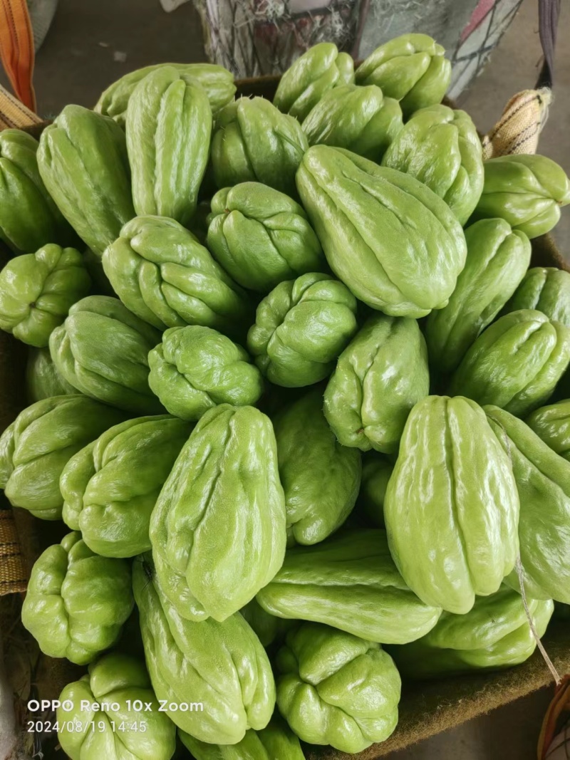 精品佛手瓜种！！！！来自贵州惠水。。。。。。。。。。。。