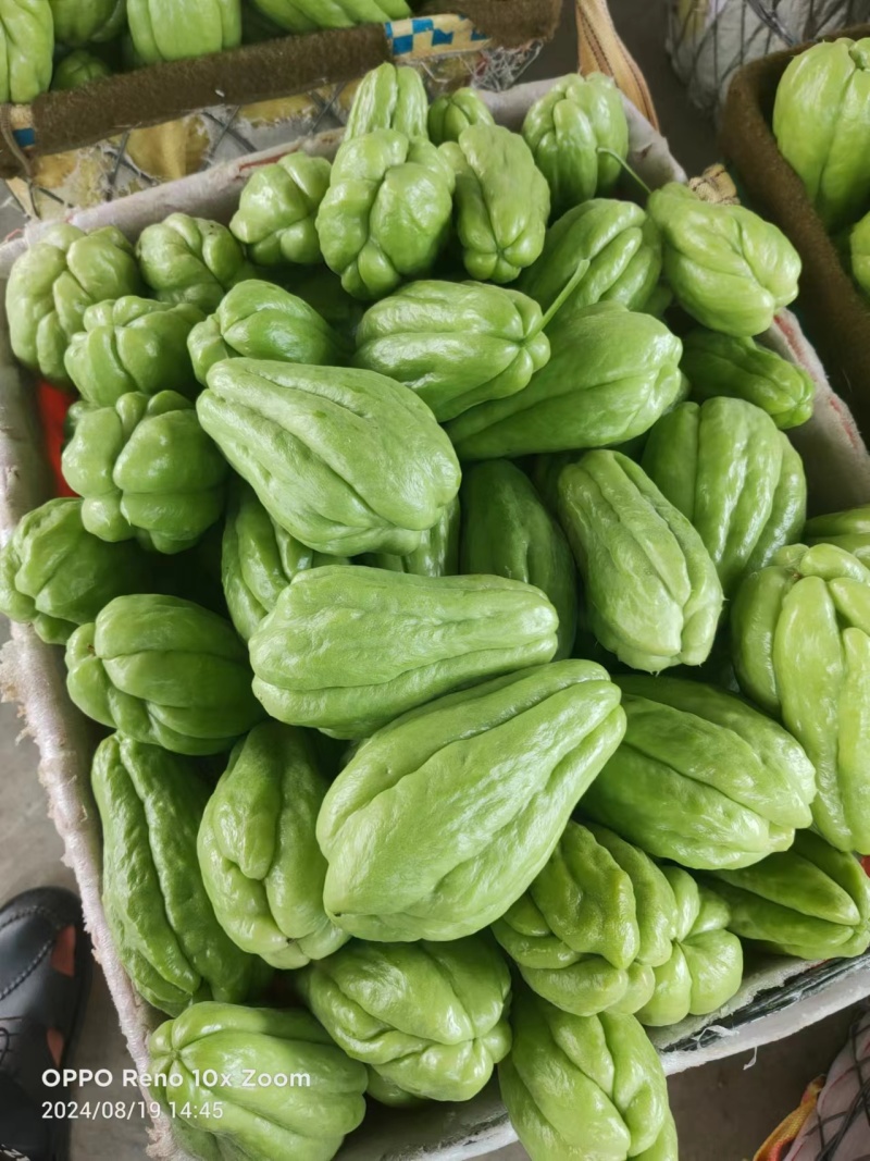 贵州佛手瓜基地种植大量供应对接全国各地