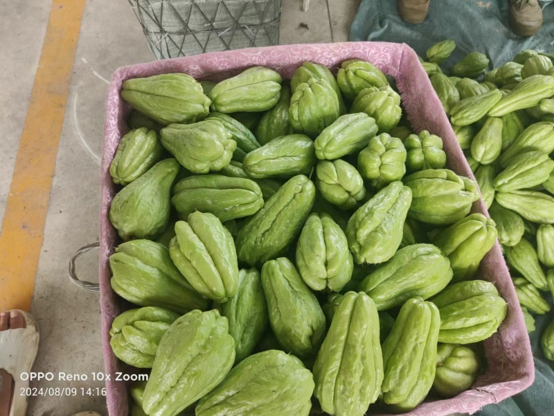 精品绿皮佛手瓜高山洋瓜产地直发一手货源