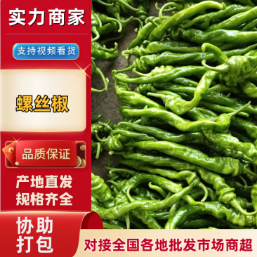 螺丝椒山东青州优质大果陇椒特辣青大量供应大棚陇椒
