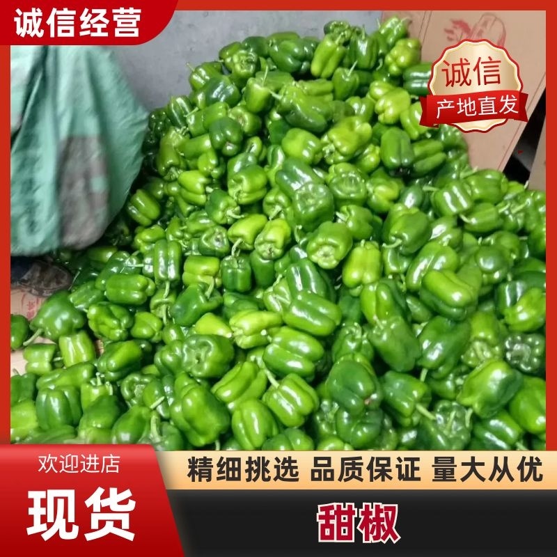 精品圆椒，太空椒，高温棚圆椒菜椒8cm以上