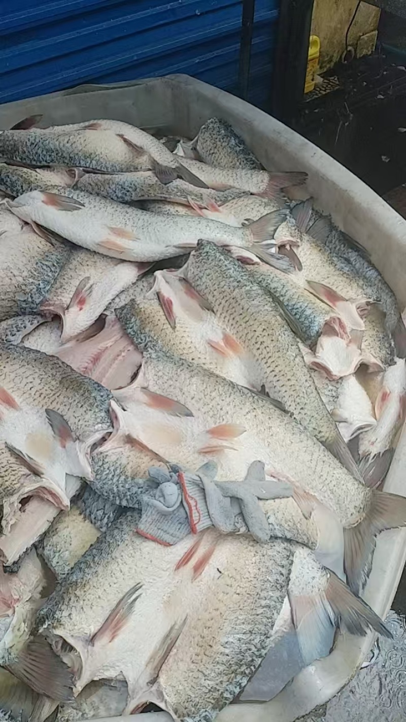 青鱼草鱼活鱼有氧打包货源充足质好价优欢迎电联合作