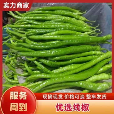 线椒山东优质线椒产地大降价现摘现发对接电商批发商