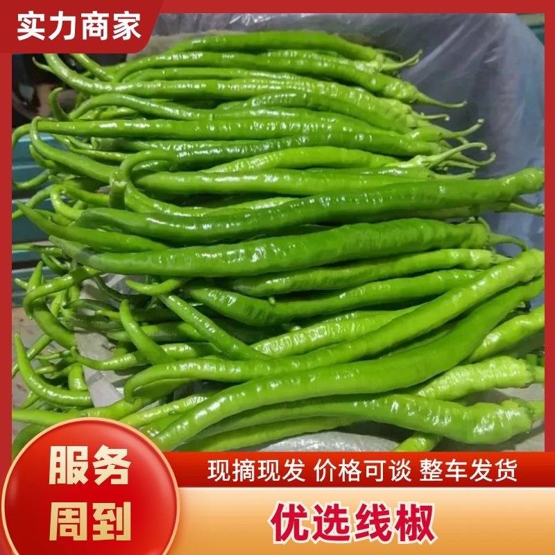 线椒山东优质线椒产地大降价现摘现发对接电商批发商