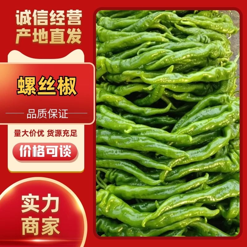【产地大降价】山东鲜辣椒螺丝椒陇椒长20-30欢迎咨询