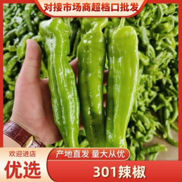 产地大降价301辣椒山东301辣椒货源充足价格便宜