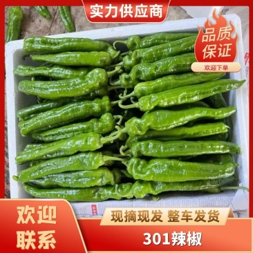 301辣椒山东301辣椒【产地大降价】万亩基地大量现货