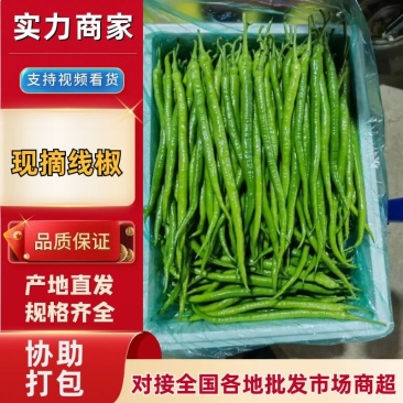 【大降价】山东费县线椒中辣青万亩基地产地直发欢迎来电