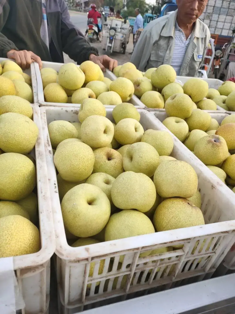 酥梨精品梨万亩基地直发一手货源质量三包可签合同