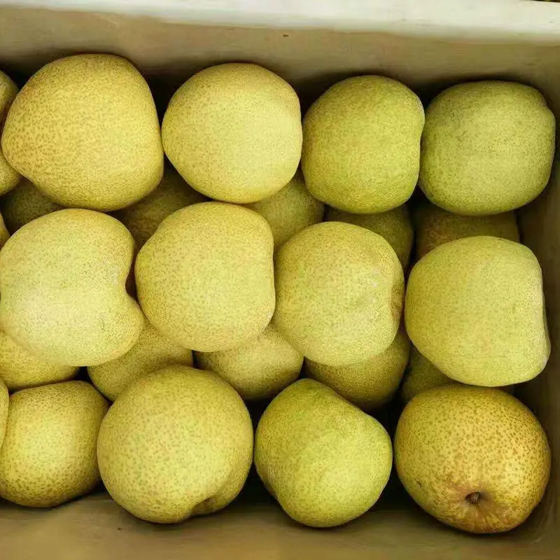 酥梨精品梨万亩基地直发一手货源质量三包可签合同