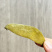 正宗化橘红薄皮厂家批发化州橘红皮一爪皮