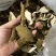 正宗化橘红薄皮厂家批发化州橘红皮一爪皮