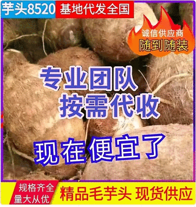 山东芋头/毛芋8520/现挖现发低价对接全国市场电商平台