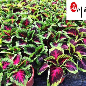 彩叶草杯苗价格供应彩叶草五彩叶观叶植物批发量大从优