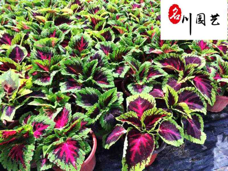 彩叶草杯苗价格供应彩叶草五彩叶观叶植物批发量大从优