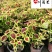 彩叶草杯苗价格供应彩叶草五彩叶观叶植物批发量大从优