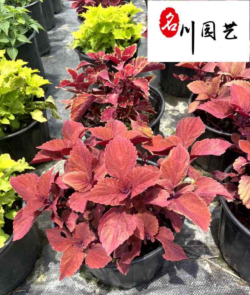 彩叶草杯苗价格供应彩叶草五彩叶观叶植物批发量大从优