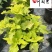 彩叶草杯苗价格供应彩叶草五彩叶观叶植物批发量大从优