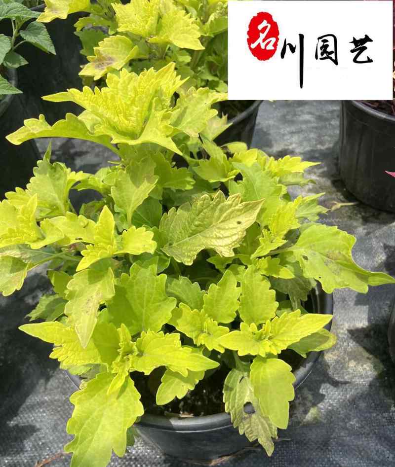 彩叶草杯苗价格供应彩叶草五彩叶观叶植物批发量大从优