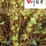 彩叶杞柳盆栽批发成都彩叶杞柳价格花境花坛彩叶观赏草