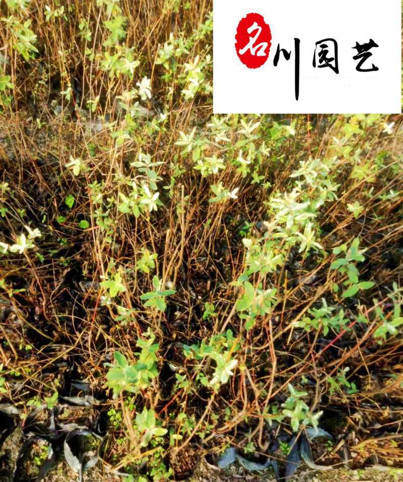 彩叶杞柳盆栽批发成都彩叶杞柳价格花境花坛彩叶观赏草