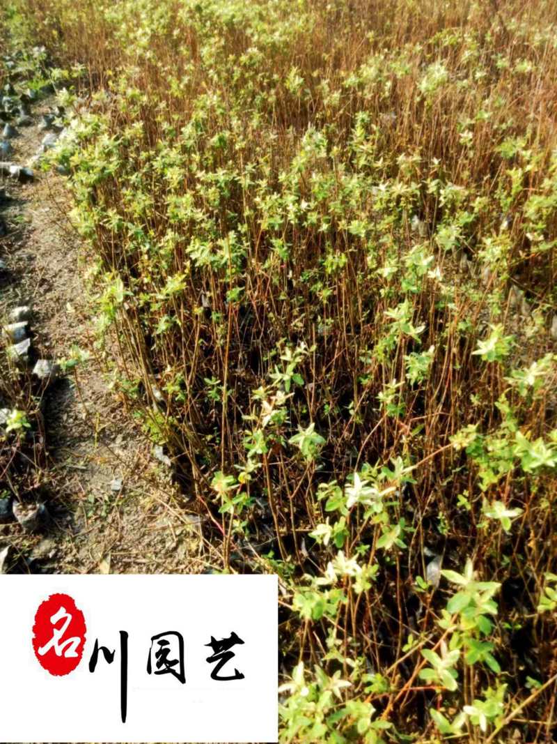彩叶杞柳盆栽批发成都彩叶杞柳价格花境花坛彩叶观赏草