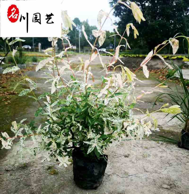 彩叶杞柳盆栽批发成都彩叶杞柳价格花境花坛彩叶观赏草