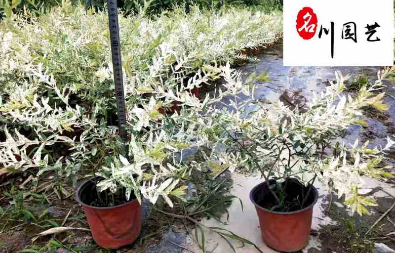 彩叶杞柳盆栽批发成都彩叶杞柳价格花境花坛彩叶观赏草
