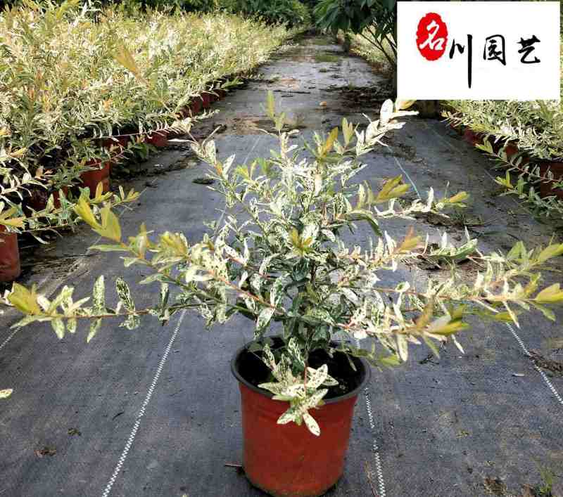 彩叶杞柳盆栽批发成都彩叶杞柳价格花境花坛彩叶观赏草