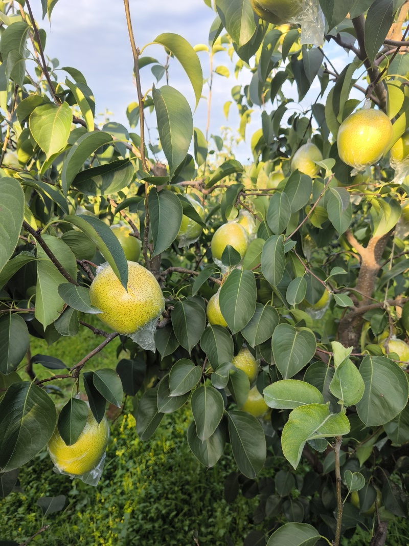 【实力供货】雪花梨优质雪花梨产地直供规格齐全欢迎采购