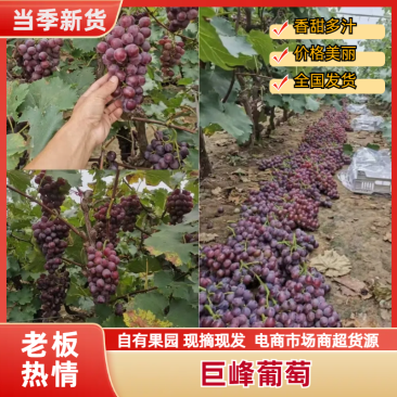 巨峰葡萄石家庄葡萄专业代收一条龙走货省心便利