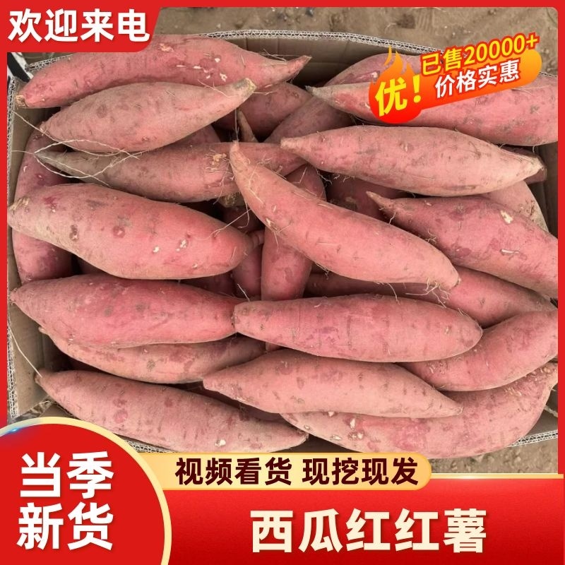 精品西瓜红红薯万亩基地直供/实力商家全国供货市场商超电商