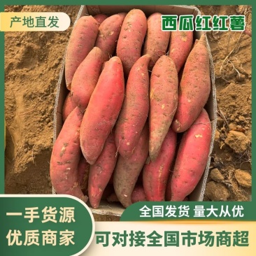 西瓜红红薯基地直供保质保量诚信经营/承接全国市场商超电商