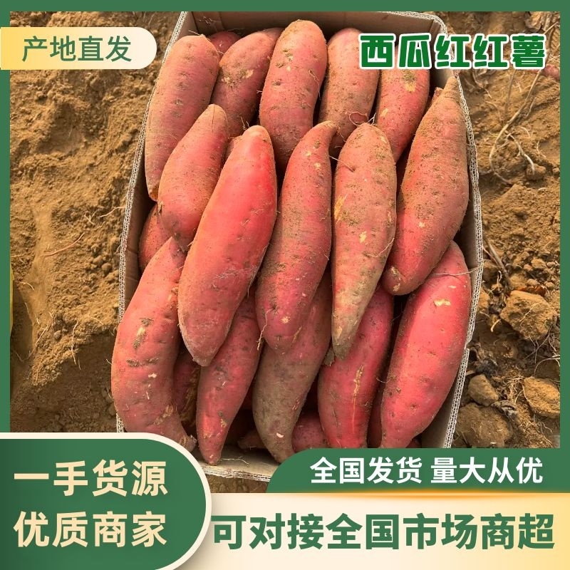 西瓜红红薯基地直供保质保量诚信经营/承接全国市场商超电商