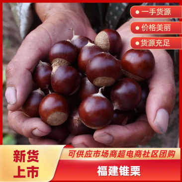 【2025新货】锥栗建瓯锥栗基地直发量大从优品质