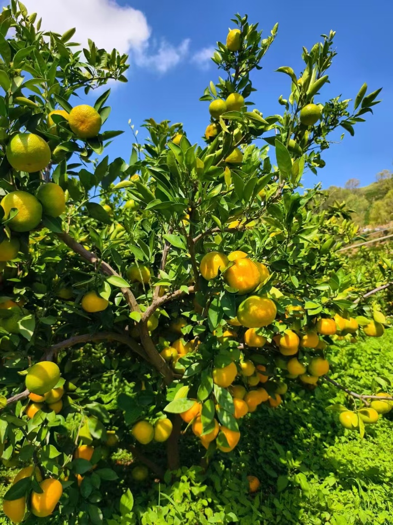 湖北柑橘高山蜜桔皮薄多汁，人工筛选支持电商欢迎咨询