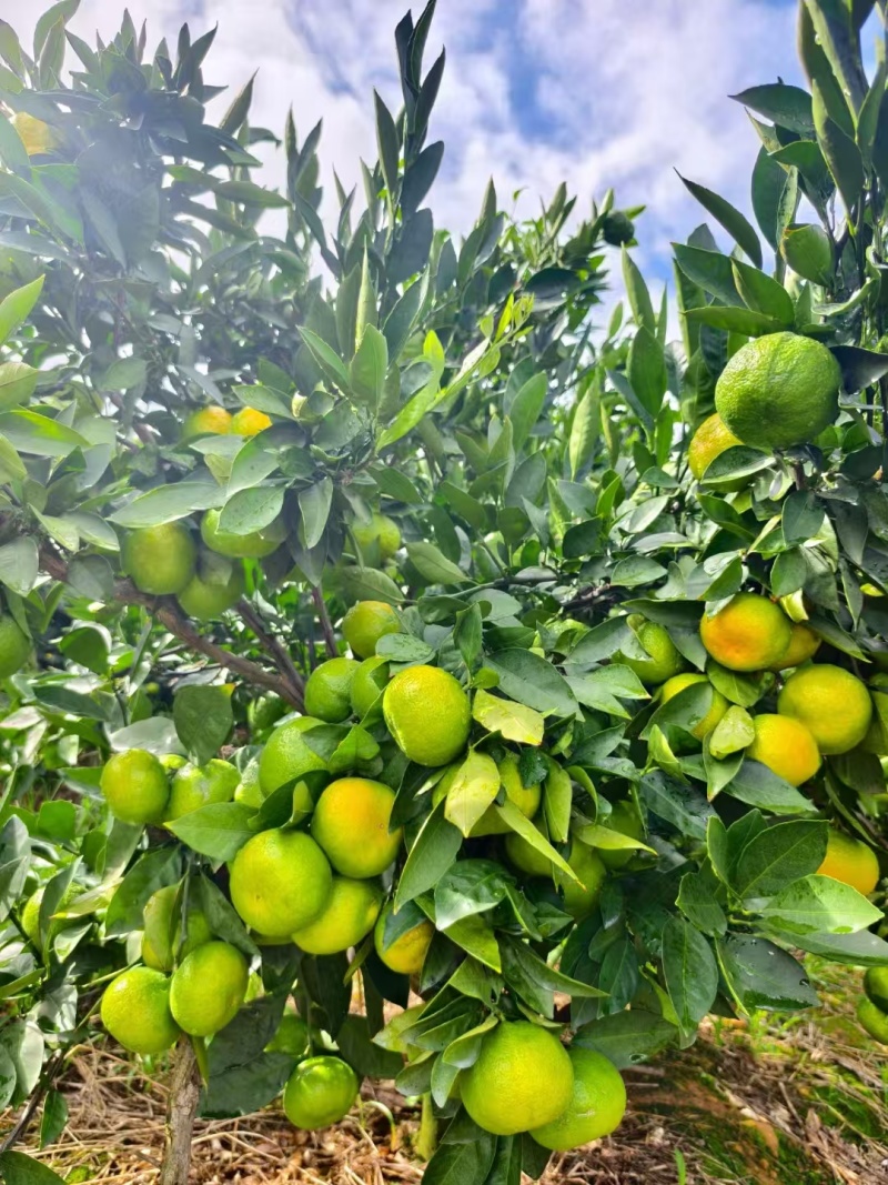 湖北柑橘高山蜜桔皮薄多汁，人工筛选支持电商欢迎咨询