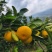 湖北柑橘高山蜜桔皮薄多汁，人工筛选支持电商欢迎咨询