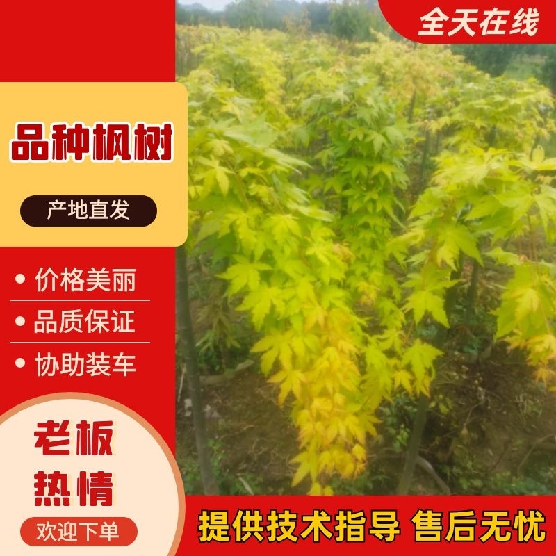 广西红枫，品种有:泰勒，黄金流泉，羽毛枫，月升，歌舞狂欢