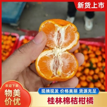 广西桂林兴安（棉桔），蜜广，臭皮柑（产地直发）