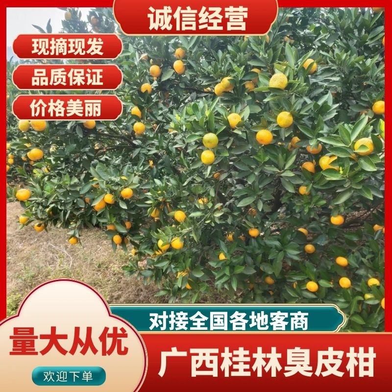 桂林棉桔臭皮柑高山种植入口化渣甜度高，个头均匀，产地直发