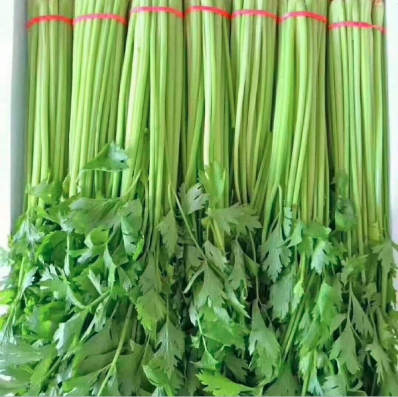 河北本地香芹散装装箱，泡沫箱打捆一条龙服务颜色好，发亮