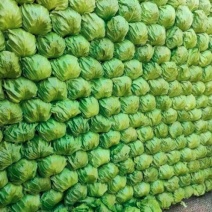 【大量批发】精品推荐邯郸永年中甘21甘蓝大量上市产地直供