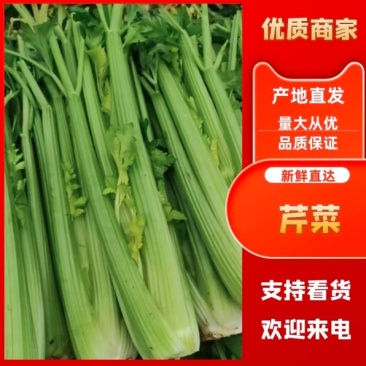 河北本地香芹散装装箱，泡沫箱打捆一条龙服务颜色好，发亮