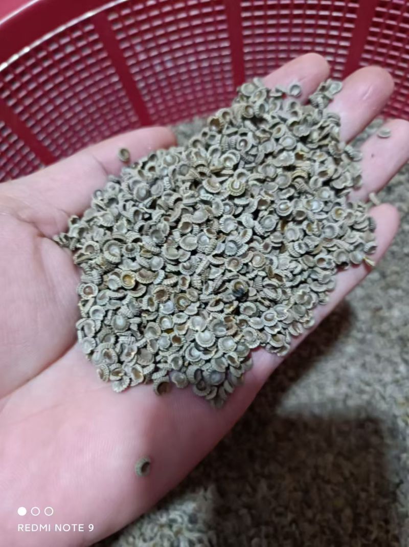 粉防己种子量大质优价格优惠一手货源欢迎咨询采购