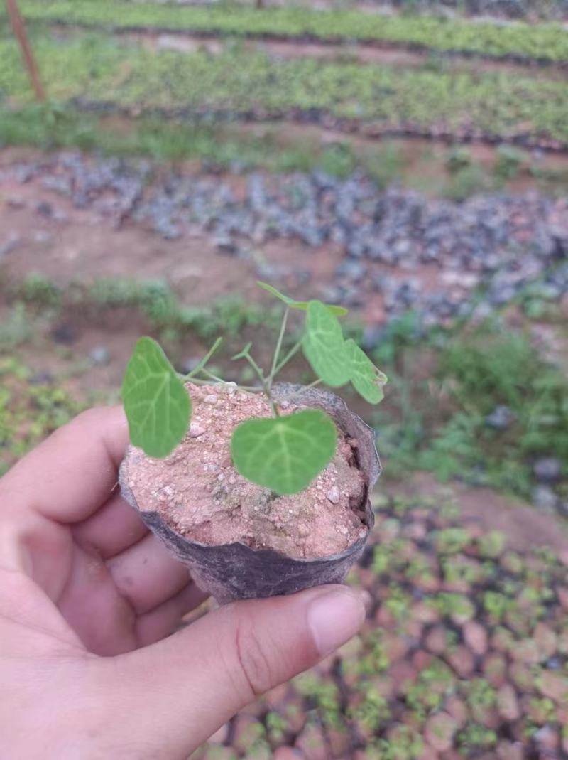 粉防己种子量大质优价格优惠一手货源欢迎咨询采购