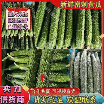 密刺黄瓜大量上市了，价格美丽，品质保证，货源充足。