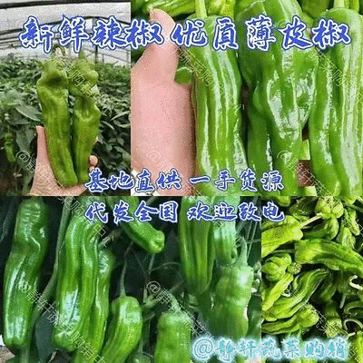 薄皮椒大量上市了，价格优惠一手货源，保质保量代发全国