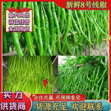 8号线椒大量上市了，价格优惠，产地直销，品质保证。